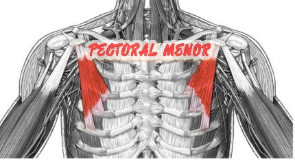 pectoral menor 640x480 1